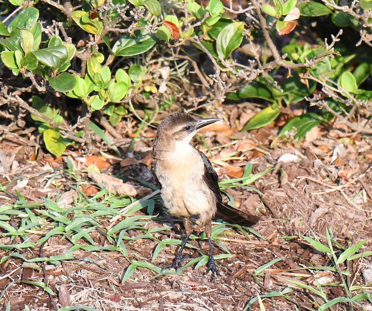 Boat-tailed Grackle - ML356085911