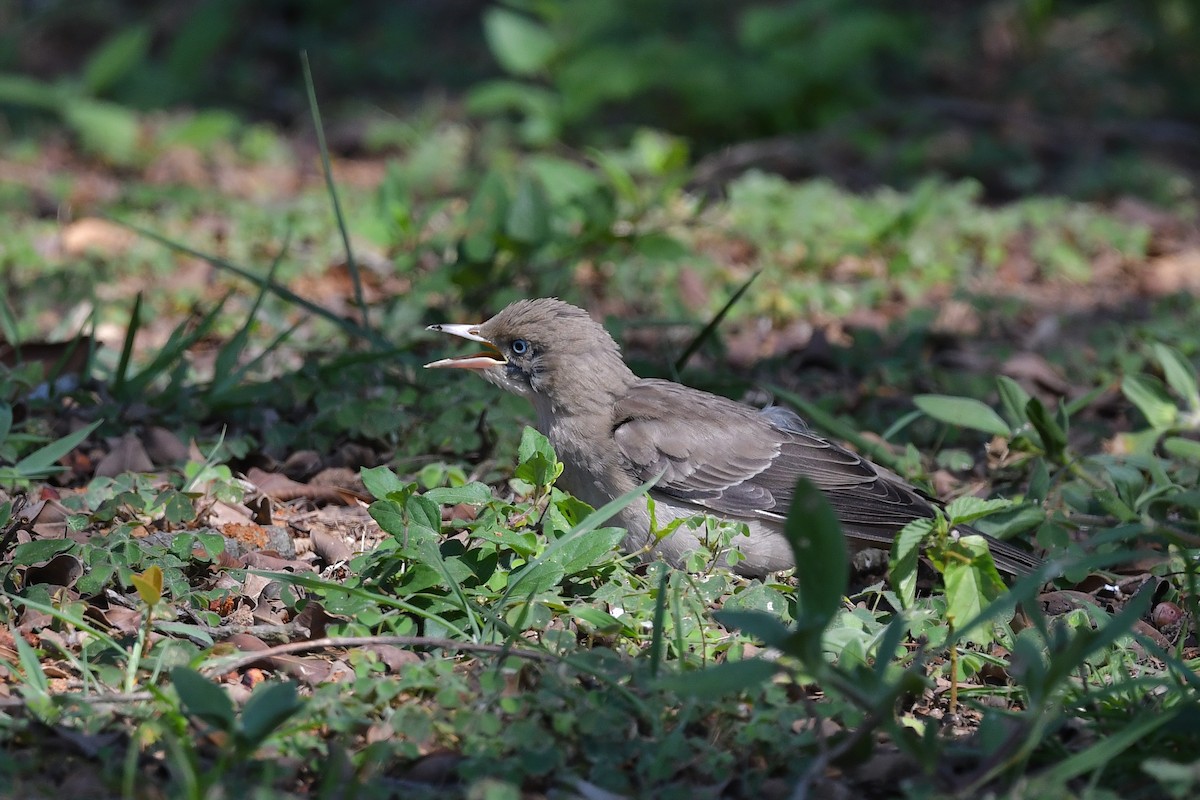 White-shouldered Starling - ML356087291