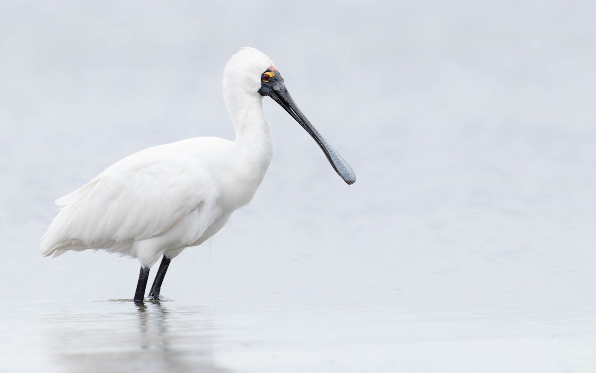 Royal Spoonbill - Zebedee Muller