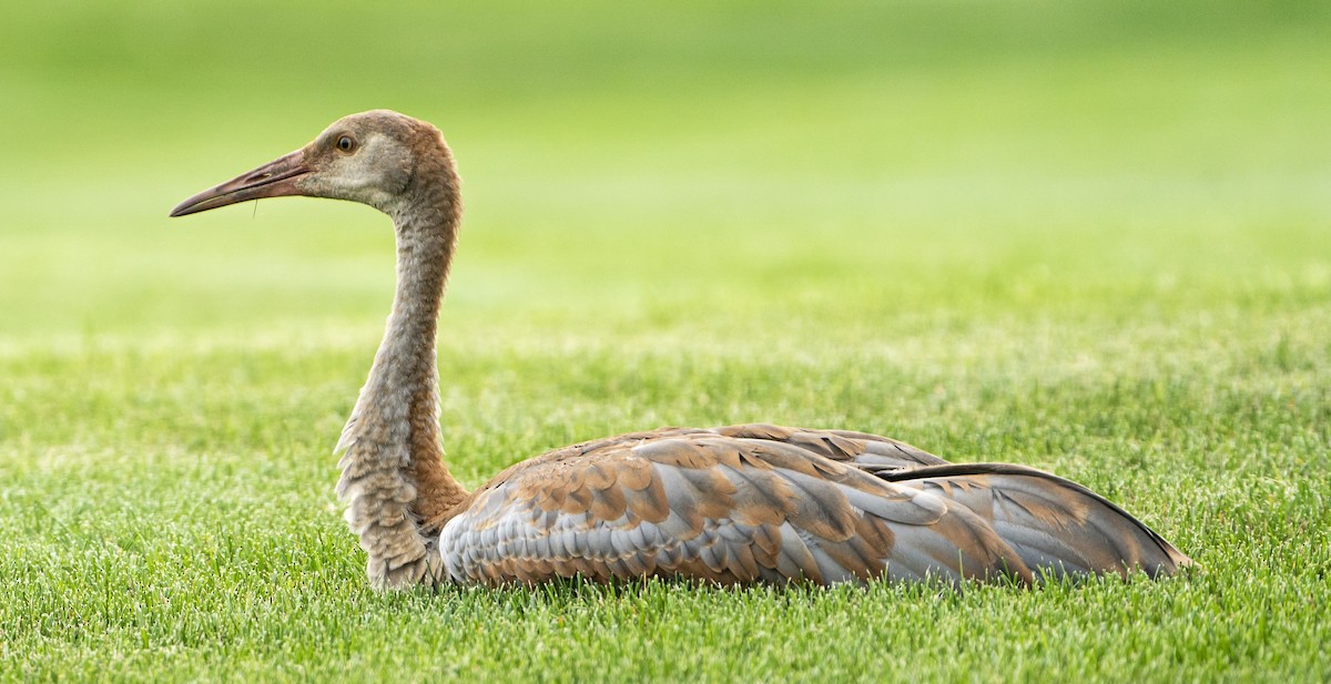Sandhill Crane - Mike Losacco