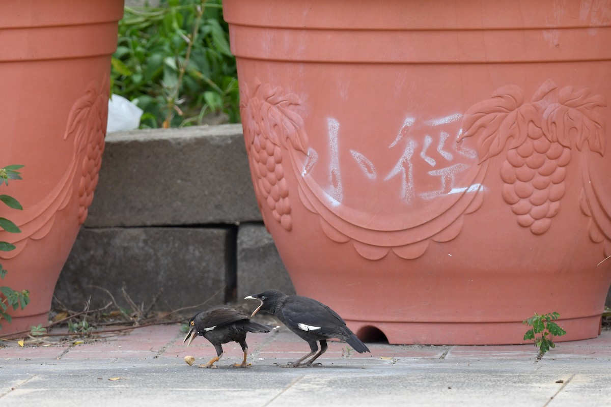 Crested Myna - ML356088331