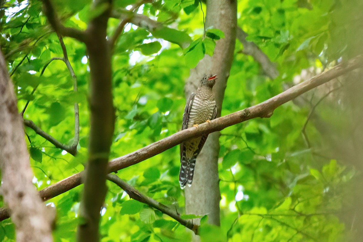 Common Cuckoo - ML356090211