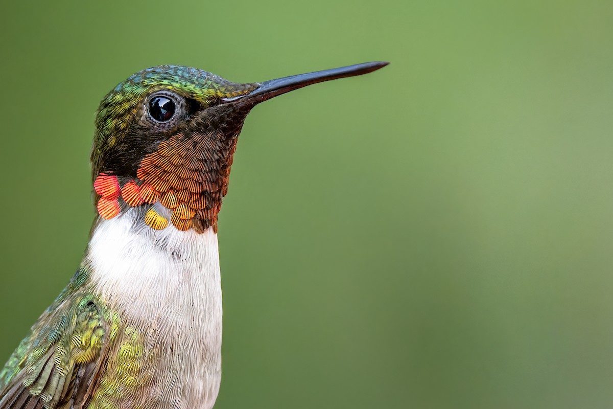 Colibrí Gorjirrubí - ML356091381