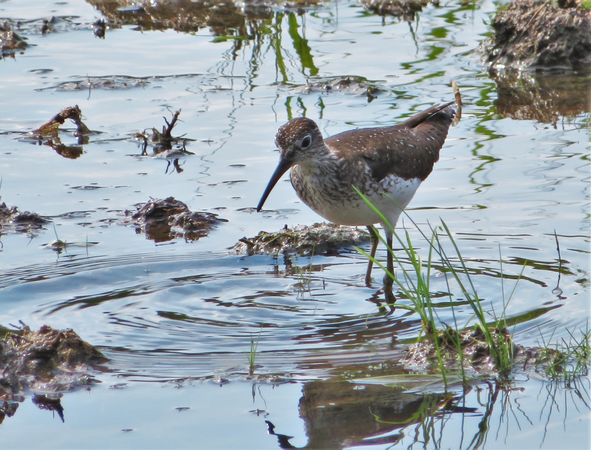 Solitary Sandpiper - Kevin Topping