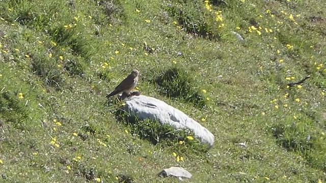 Eurasian Kestrel - ML356093551