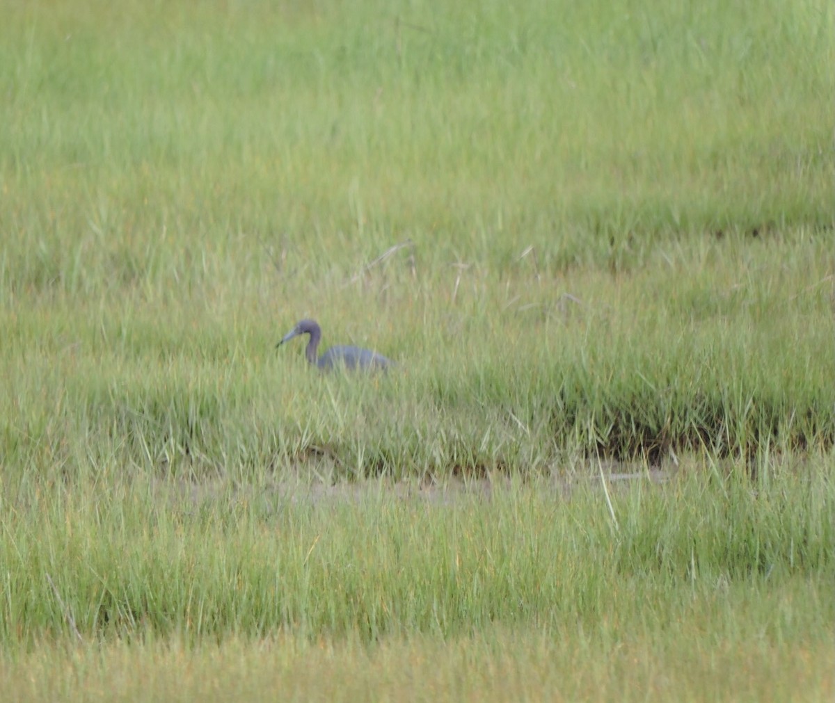 Little Blue Heron - ML356094591
