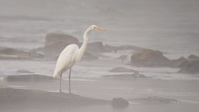 Great Egret - ML356094651