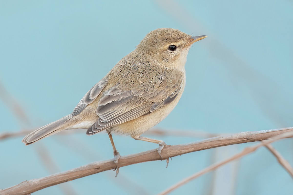 Booted Warbler - ML356097241