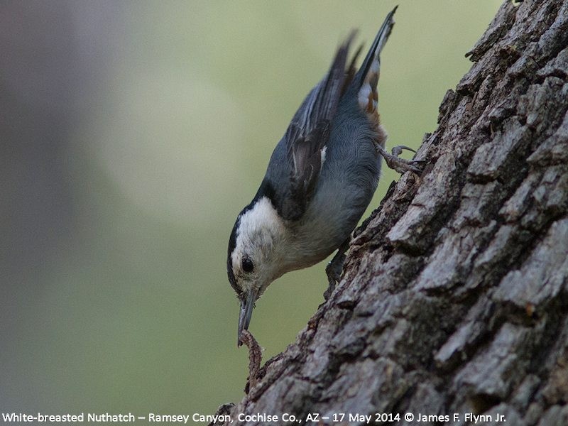 White-breasted Nuthatch - James Flynn