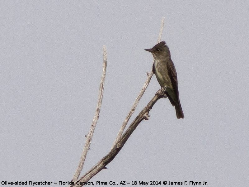 Olive-sided Flycatcher - ML35610221