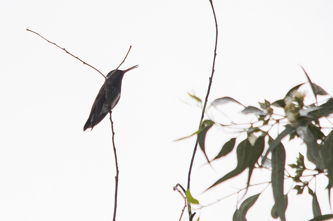 kolibřík safírový - ML356103591