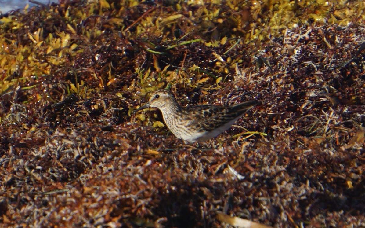 Least Sandpiper - ML356103781