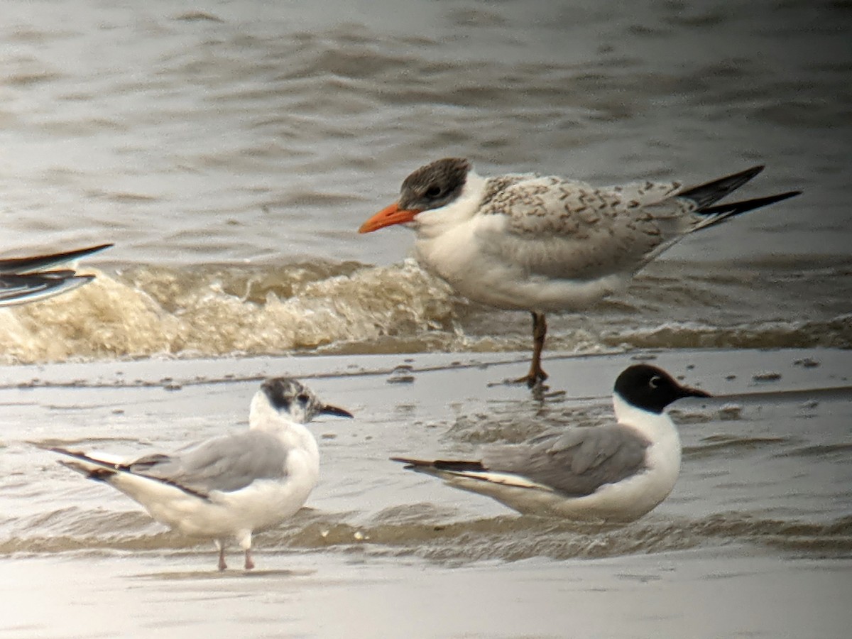 Bonaparte's Gull - ML356104061