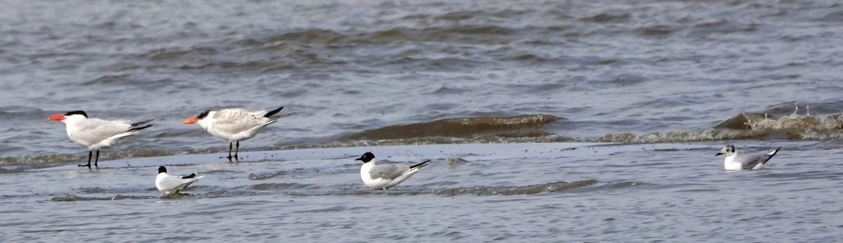 Mouette de Bonaparte - ML356104301