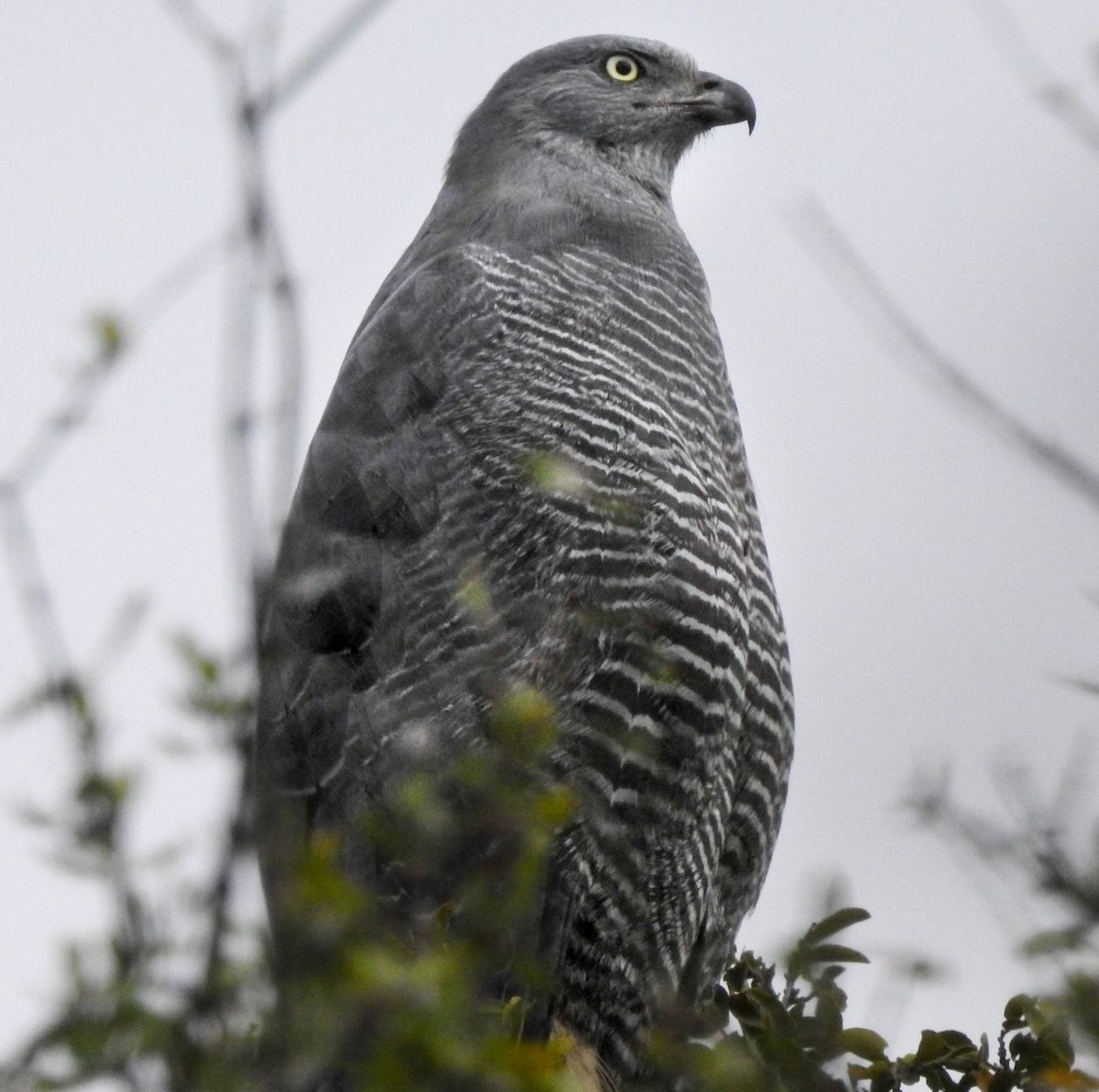 Crane Hawk - ML356105601