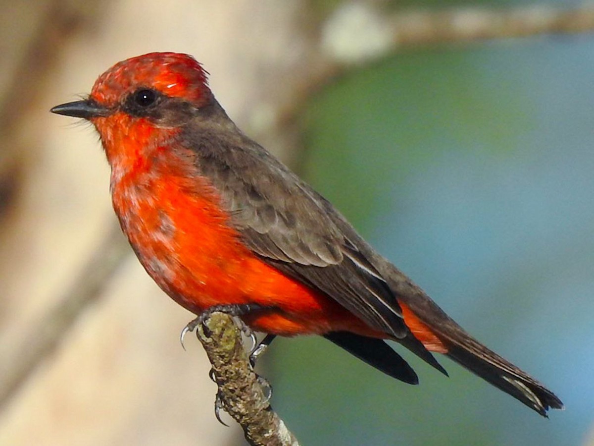 Vermilion Flycatcher - ML356106041