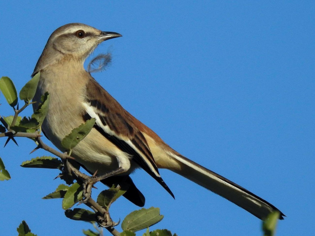 White-banded Mockingbird - ML356106591