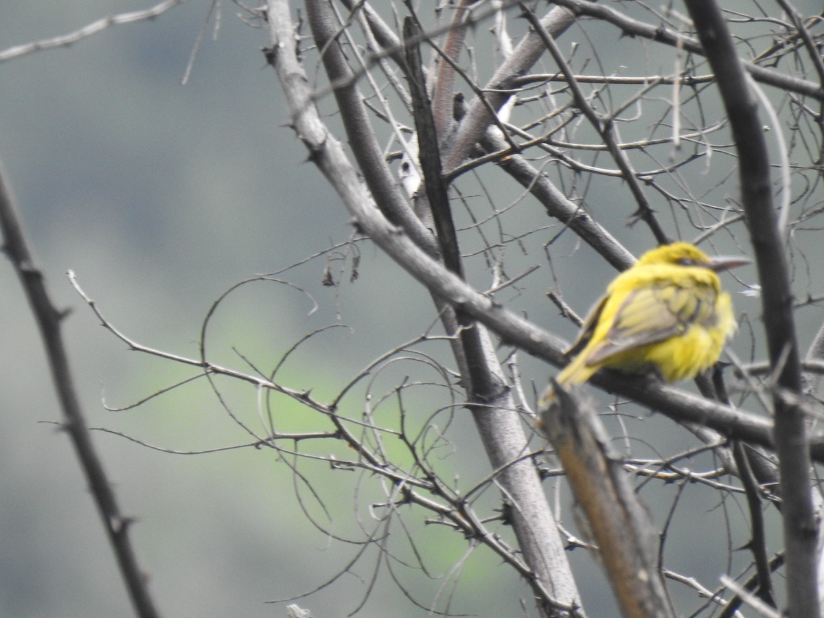 Indian Golden Oriole - ML356108581