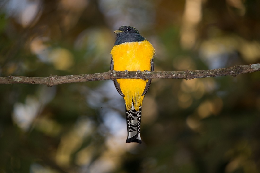 Atlantic Black-throated Trogon - ML356108921