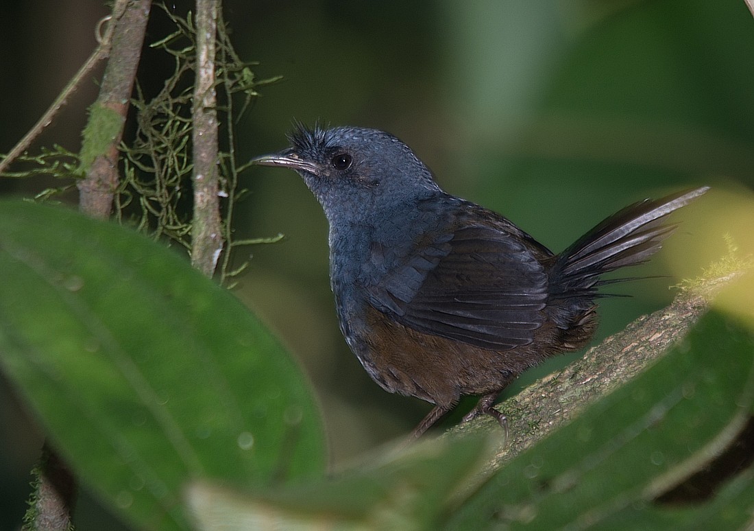 Slaty Bristlefront - ML356108991