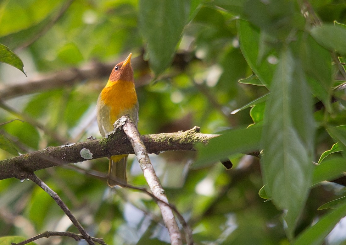 Rufous-headed Tanager - ML356109121