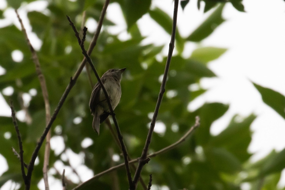 Least Flycatcher - ML356109151