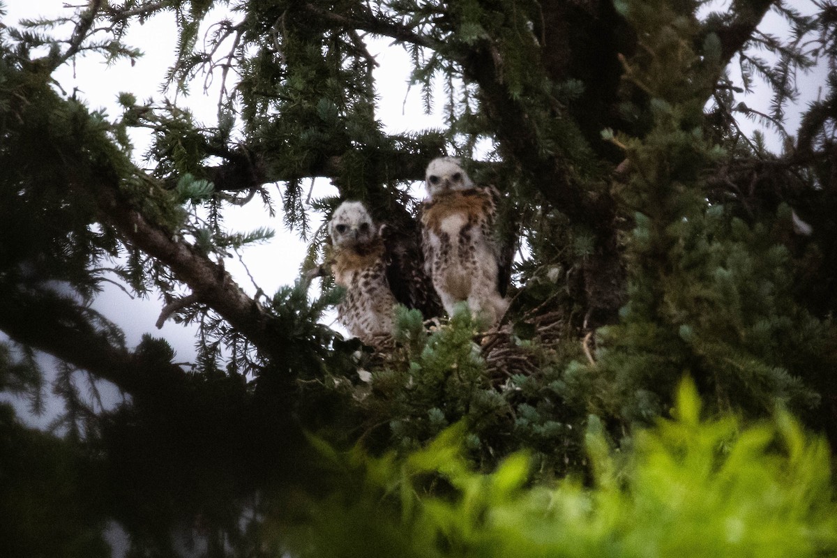 Red-tailed Hawk (calurus/alascensis) - ML356109201