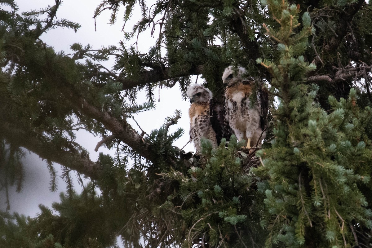 Red-tailed Hawk (calurus/alascensis) - ML356109221