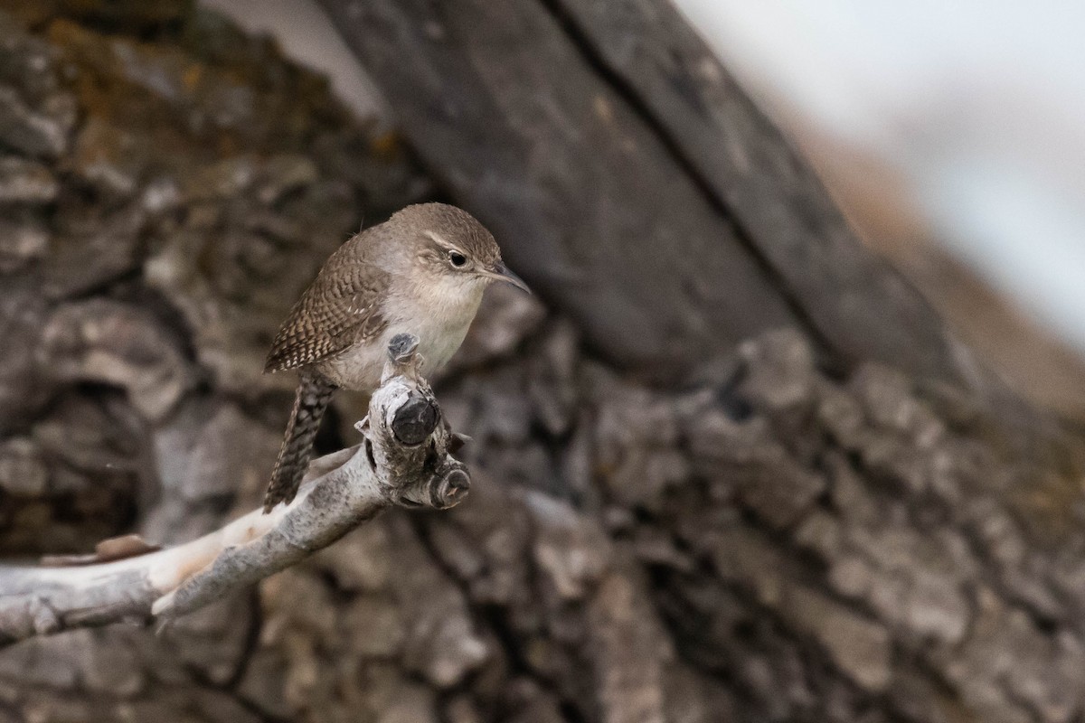 House Wren (Northern) - ML356109311