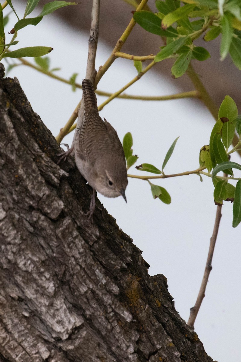 House Wren (Northern) - Alex Lamoreaux