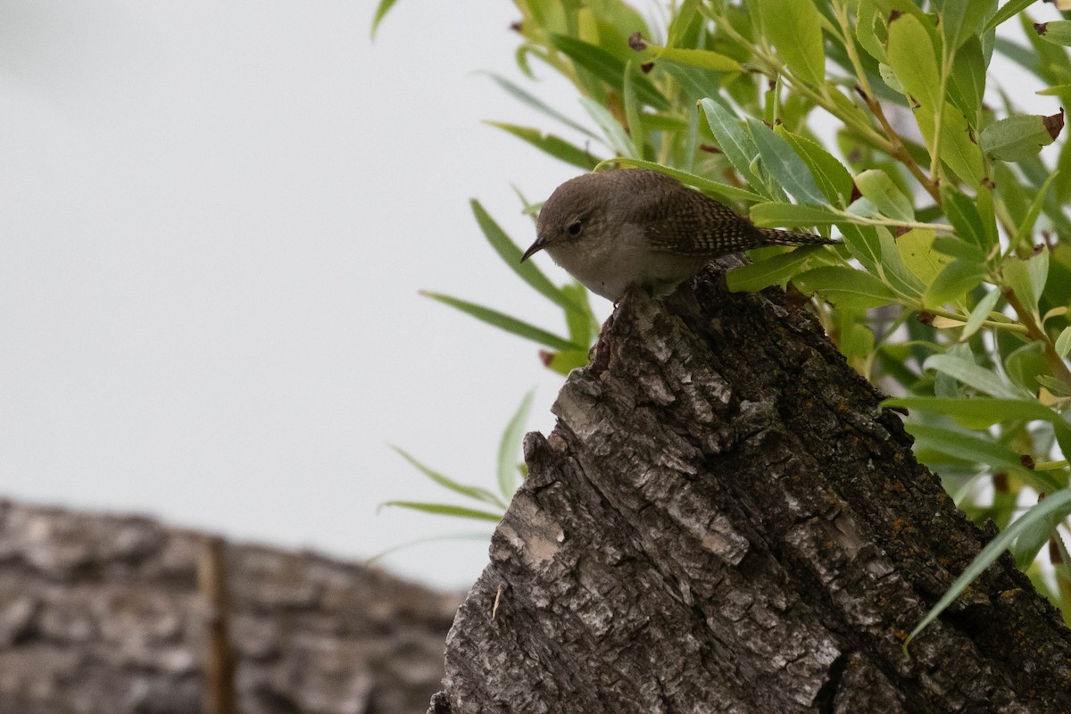 House Wren (Northern) - ML356109331