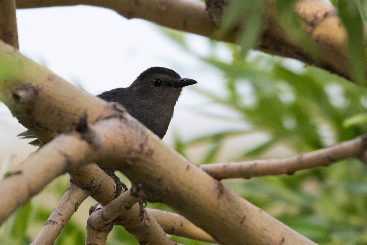 Gray Catbird - ML356109351