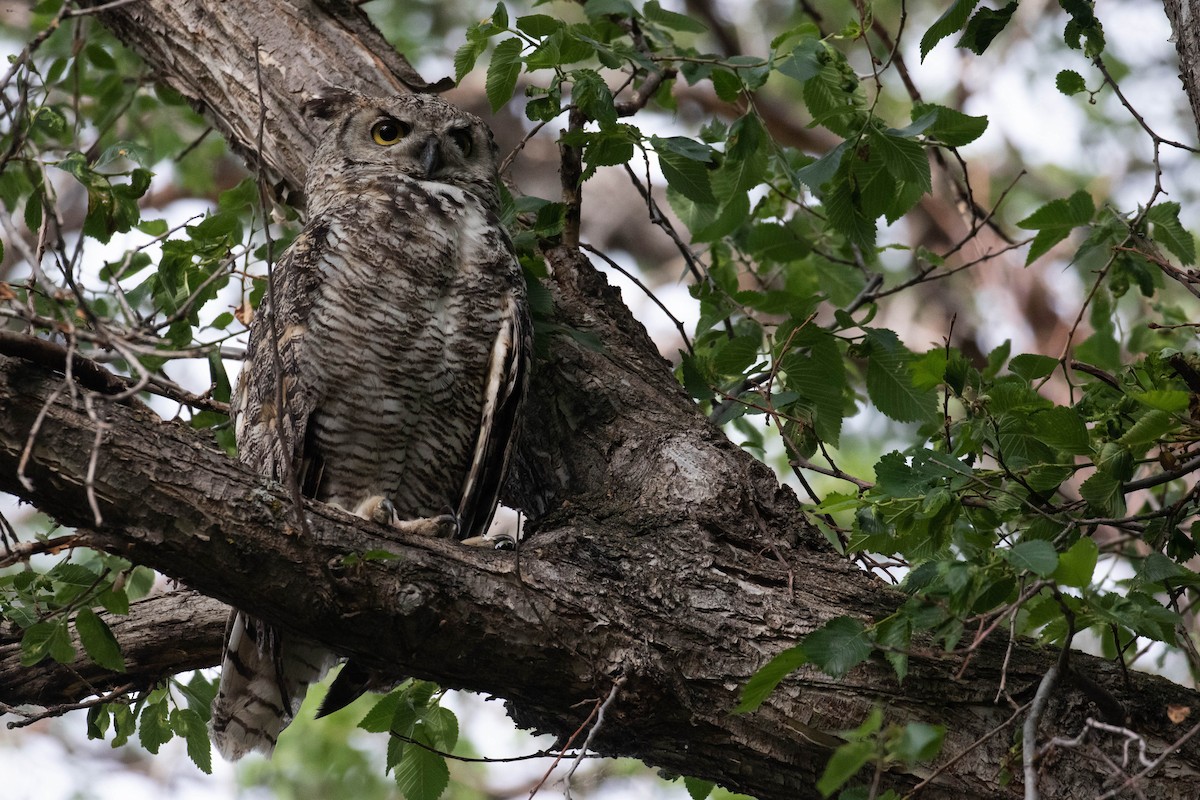 Great Horned Owl - ML356109401