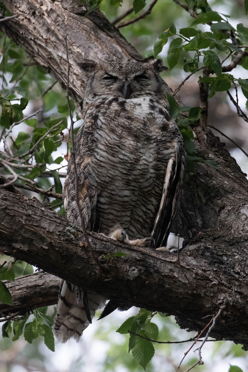 Great Horned Owl - Alex Lamoreaux