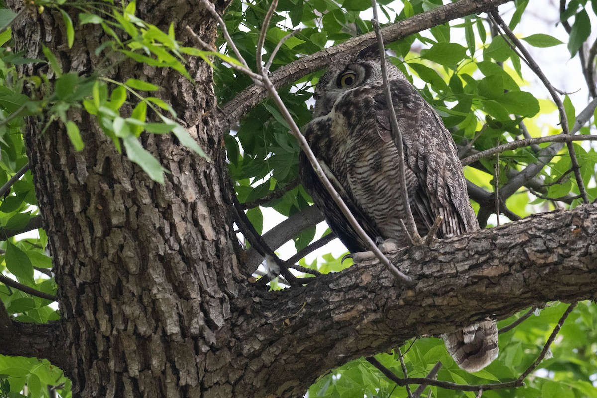 Great Horned Owl - Alex Lamoreaux