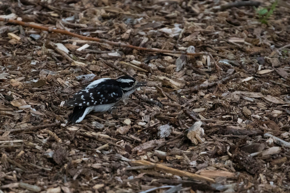 strakapoud osikový (ssp. leucurus/glacialis) - ML356109471