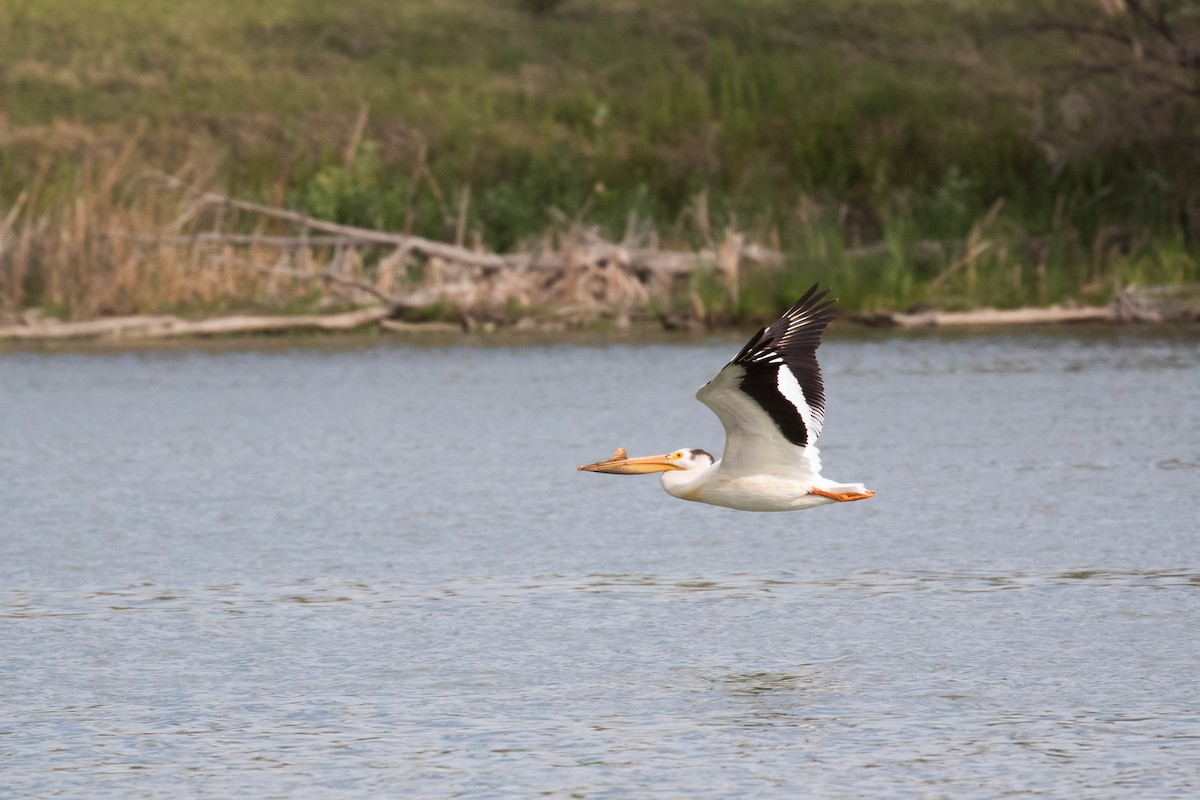 American White Pelican - ML356109531