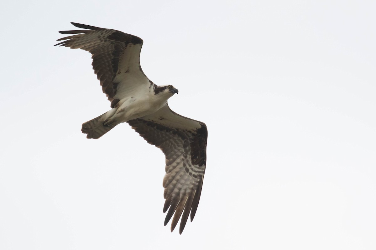 Osprey (carolinensis) - ML356109631