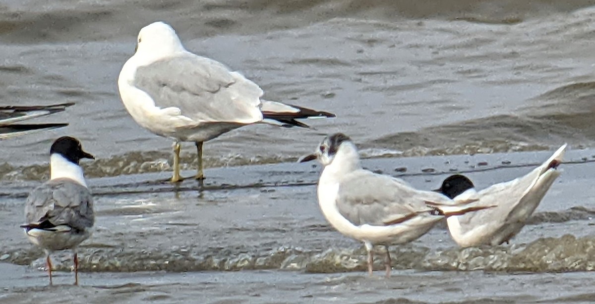 Bonaparte's Gull - ML356110981