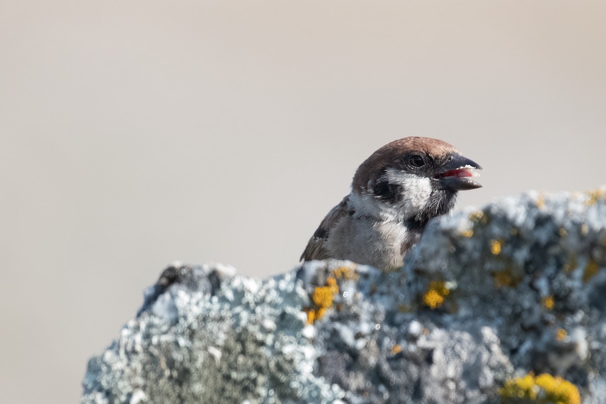 Eurasian Tree Sparrow - Ana Amaral