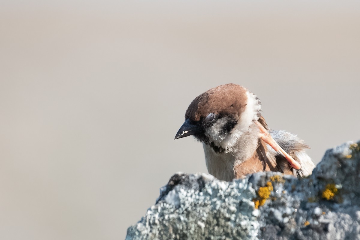 Eurasian Tree Sparrow - Ana Amaral