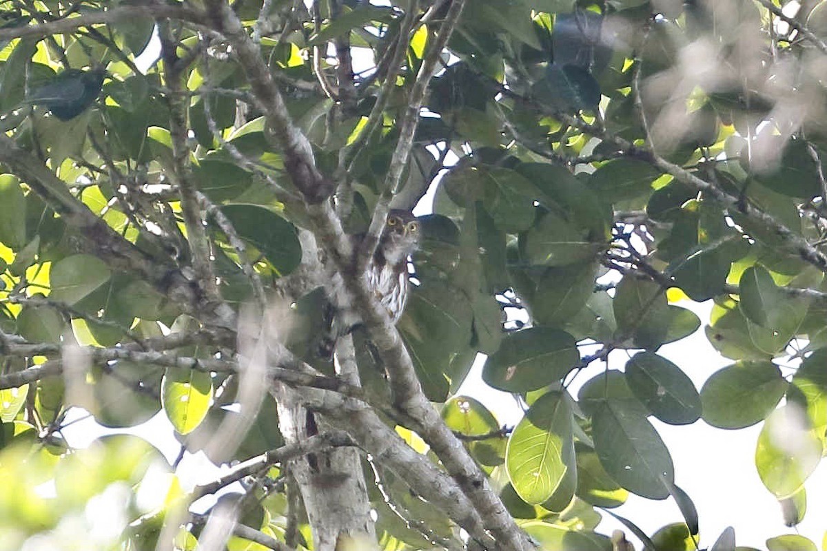 Central American Pygmy-Owl - Timo Mitzen