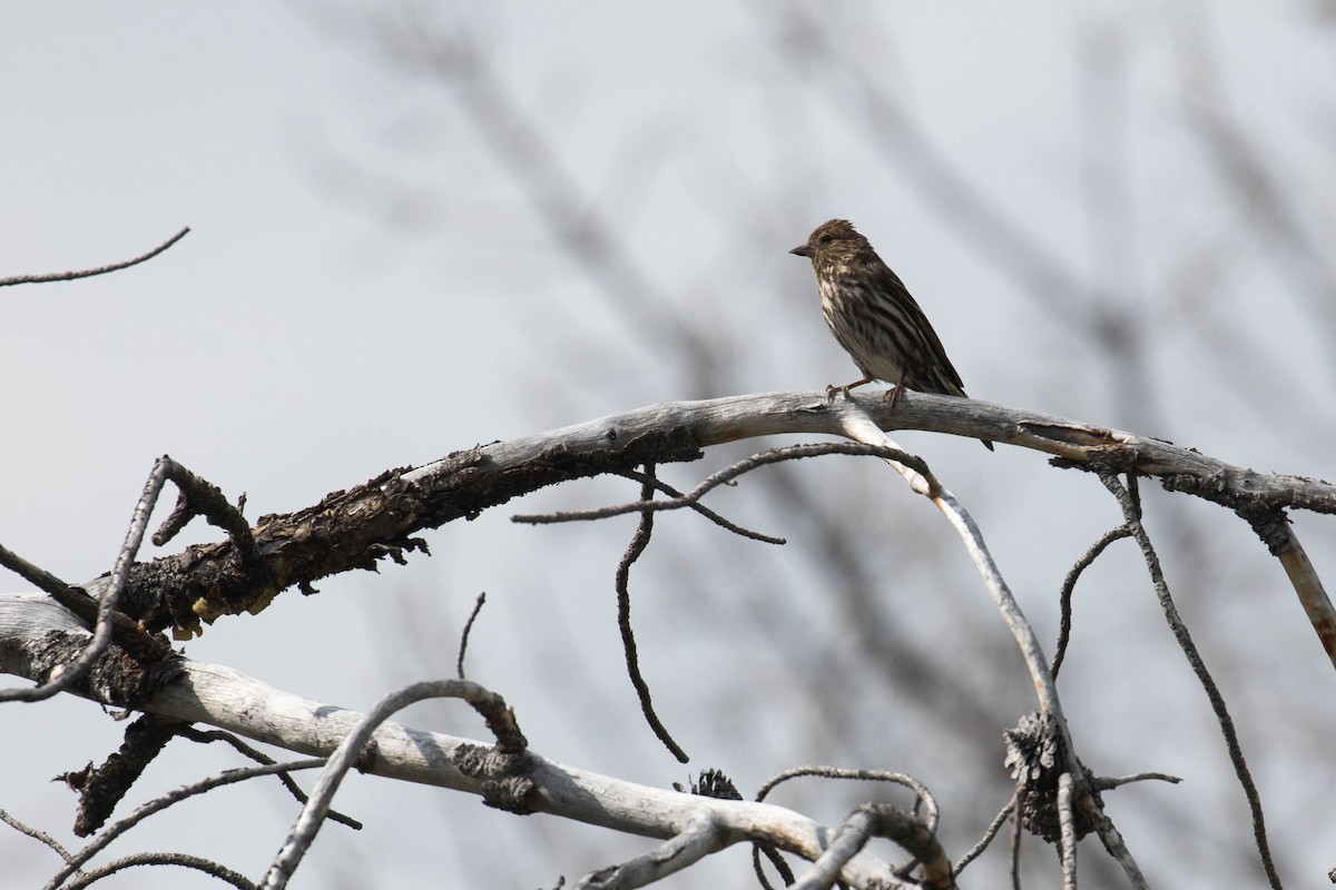 Pine Siskin (Northern) - ML356111951