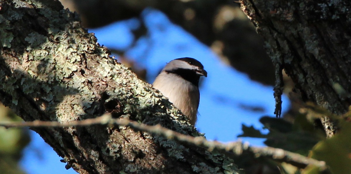 Carolina Chickadee - ML35611511