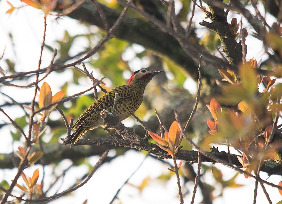 Green-barred Woodpecker - ML356115601