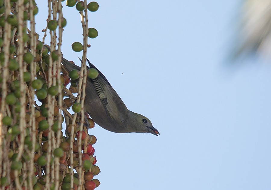 Palm Tanager - ML356115651