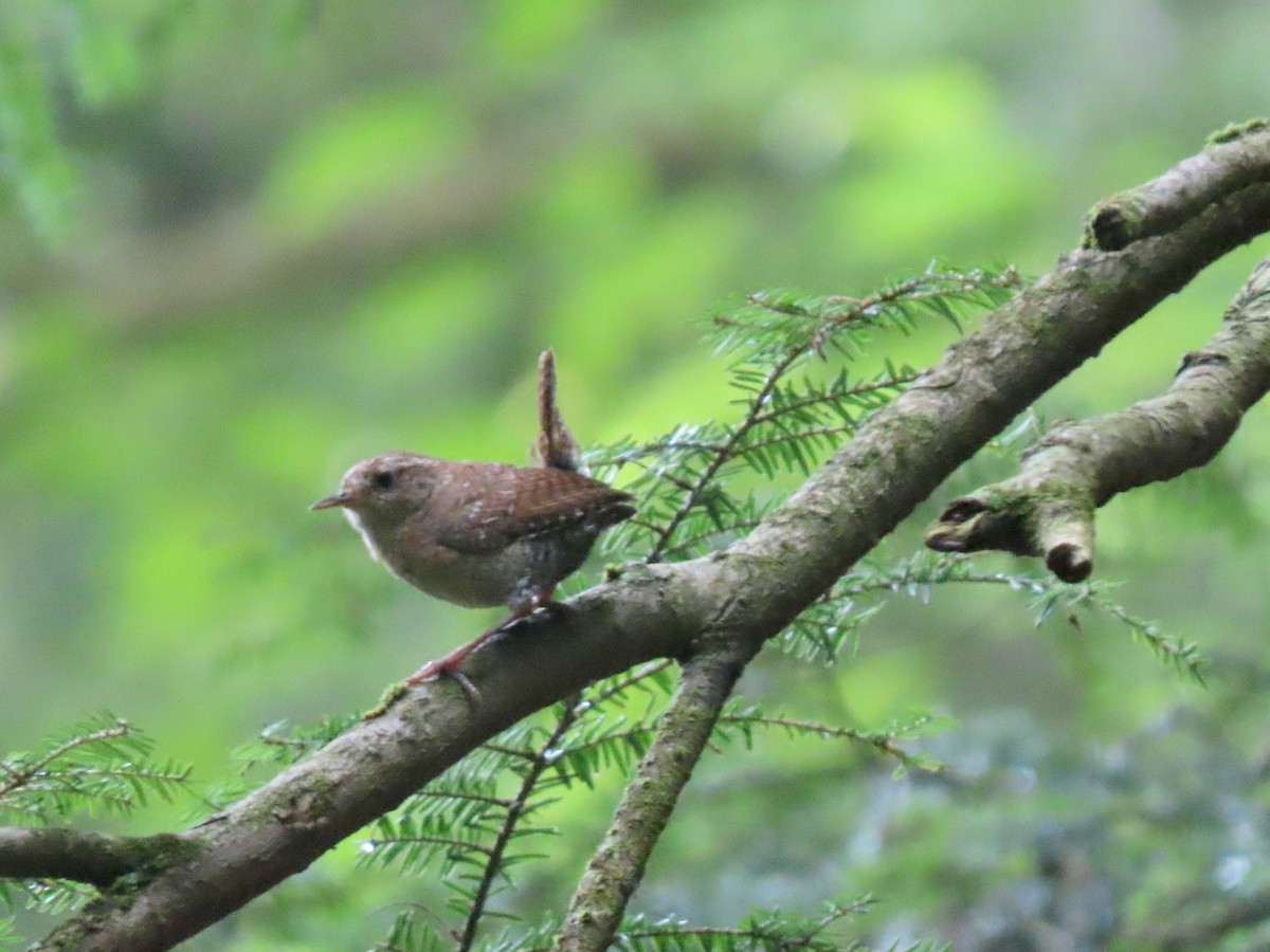 Winter Wren - ML356116441