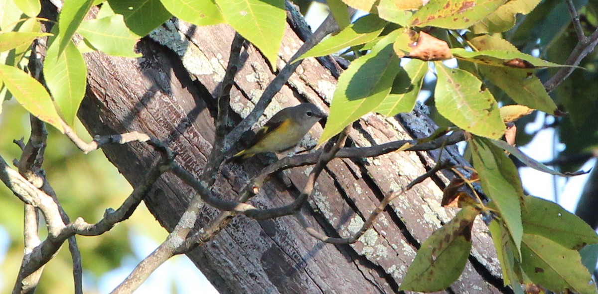 American Redstart - ML35611711