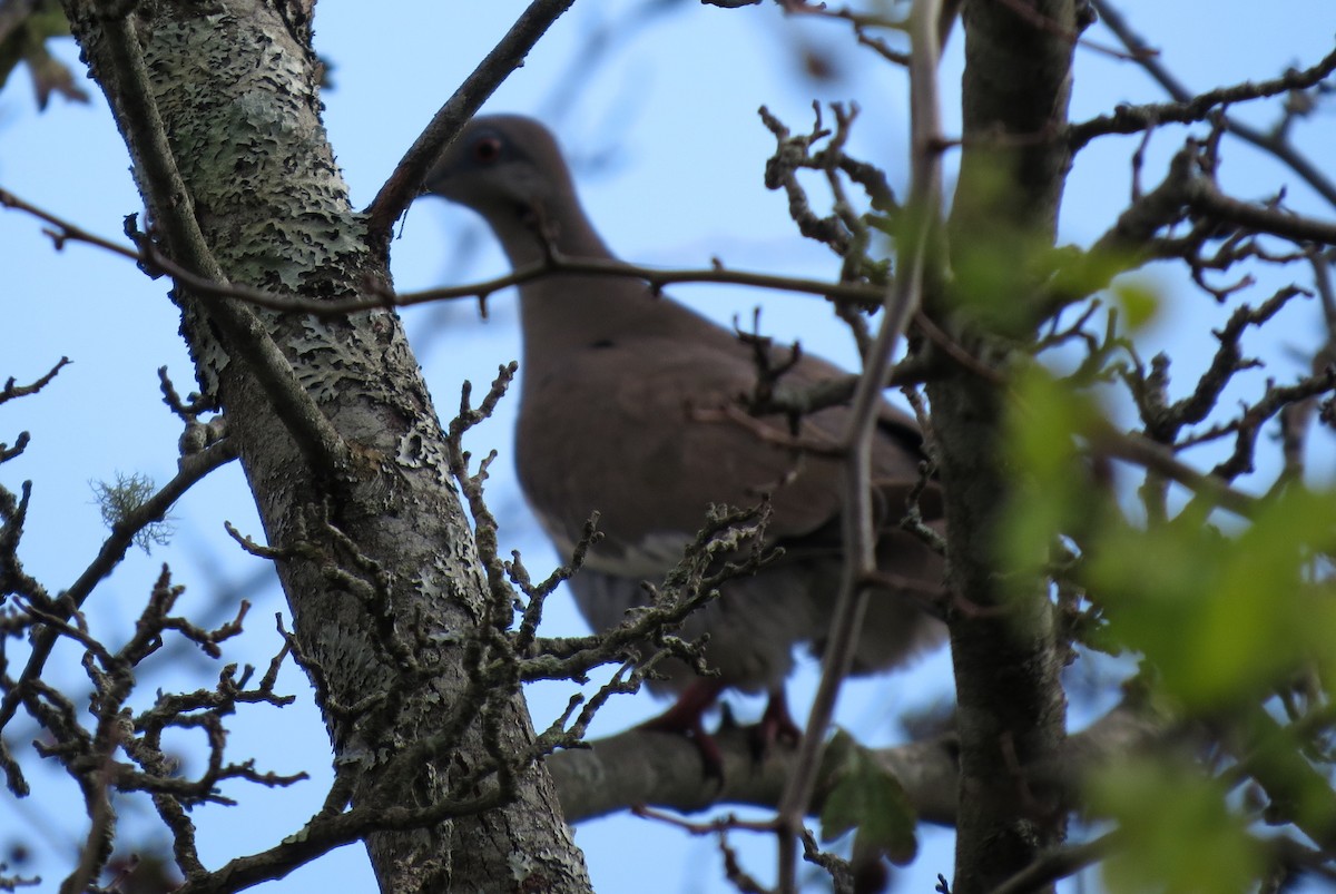 White-winged Dove - ML35611731