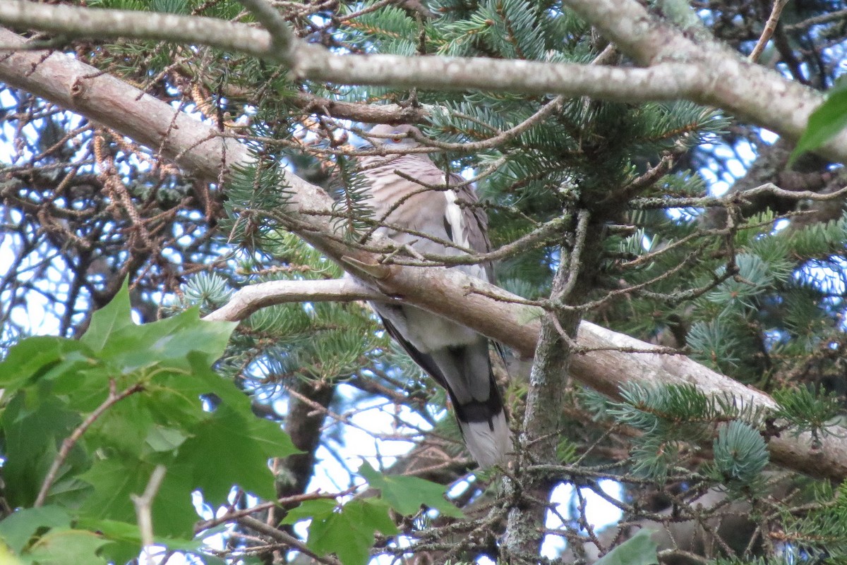 White-winged Dove - ML35611761